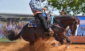 Houston Livestock Show & Rodeo Image