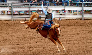San Antonio Stock Show & Rodeo Image