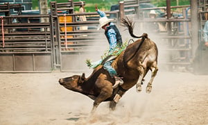 PBR - Team Series Image
