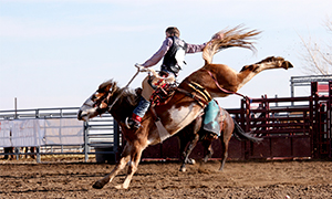 PBR-Professional Bull Riders Image