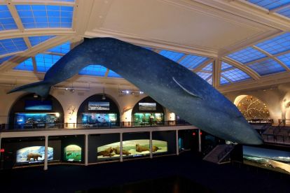 American Museum of Natural History