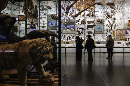 American Museum of Natural History