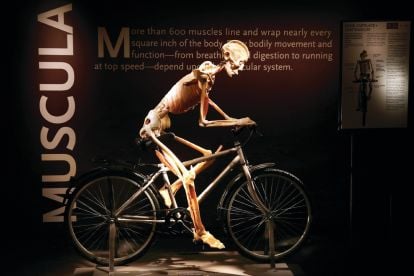 Bodies...The Exhibition