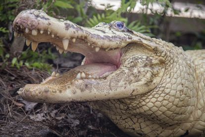 Gatorland: Screaming Gator Zipline & General Admission 