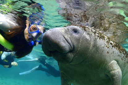 Gray Line Orlando: Manatees Tour to Crystal River