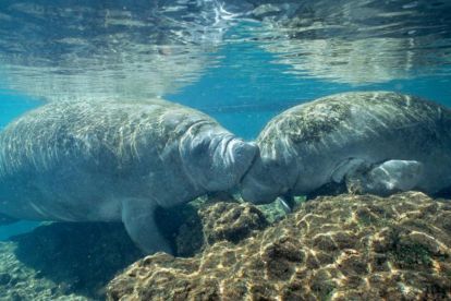 Gray Line Orlando: Manatees Tour to Crystal River