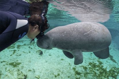 Gray Line Orlando: Manatees Tour to Crystal River