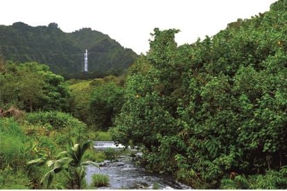 Hana Rainforest Experience by Maverick Helicopters 