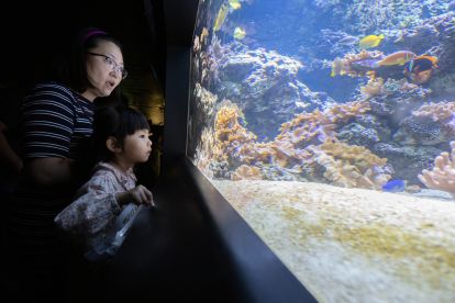National Aquarium: Dated Ticket