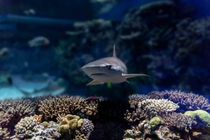 National Aquarium: Dated Ticket