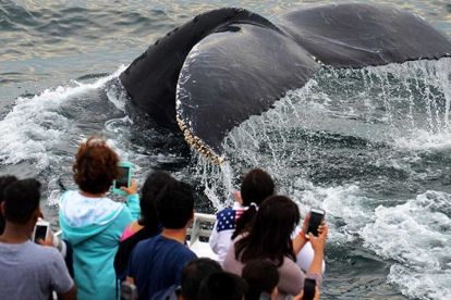 New England Aquarium Whale Watch Cruise