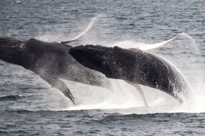 New England Aquarium Whale Watch Cruise