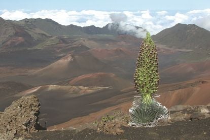 Best Of Maui, Haleakala, Iao Valley Tour