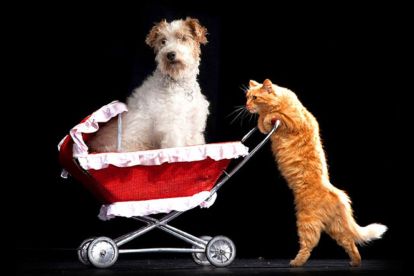 Popovich Comedy PET Theater