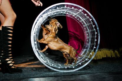 Popovich Comedy PET Theater