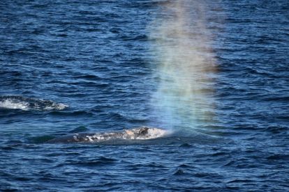 San Diego Whale & Dolphin Watching Adventure
