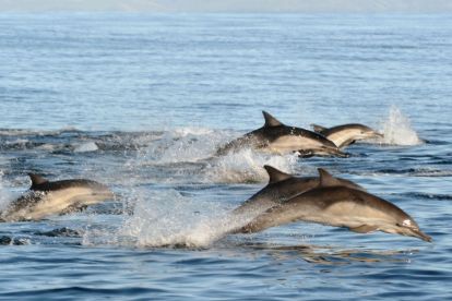 San Diego Whale & Dolphin Watching Adventure