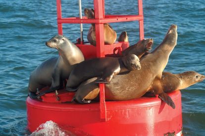 San Diego Whale & Dolphin Watching Adventure