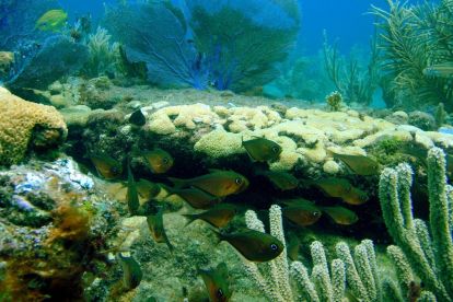 Sea Experience - Glass Bottom Boat Tour and Snorkel Trip			