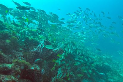 Sea Experience - Glass Bottom Boat Tour and Snorkel Trip			