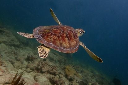 Sea Experience - Glass Bottom Boat Tour and Snorkel Trip			