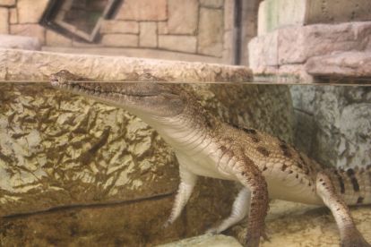 Shark Reef Aquarium