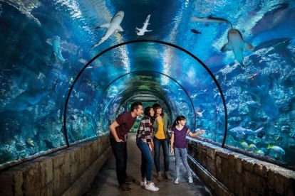 Shark Reef Aquarium