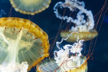 Shark Reef Aquarium
