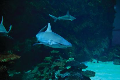 Shark Reef Aquarium