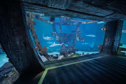 Shark Reef Aquarium