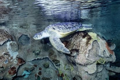 Shark Reef Aquarium