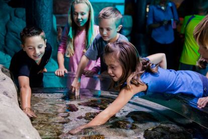 SEA LIFE Aquarium Arizona