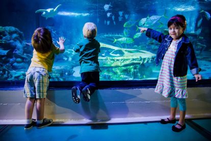 SEA LIFE Aquarium Charlotte-Concord
