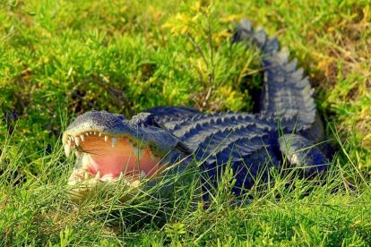 Gray Line Orlando: Wild Florida Airboat Tours with Roundtrip Transportation