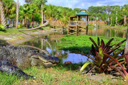 Gray Line Orlando: Wild Florida Airboat Tours with Roundtrip Transportation