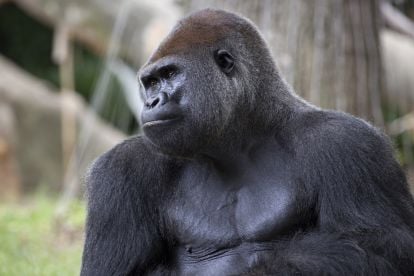Zoo Atlanta