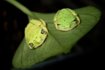 Zoo Atlanta