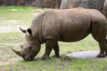 Zoo Atlanta